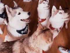 -Husky Go! 哈士奇体验馆·宠物咖啡厅狗咖