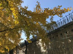 -三里屯东五街银杏大道