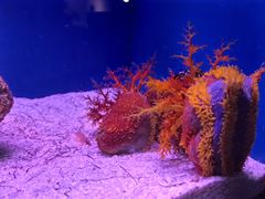 -上海海洋水族馆