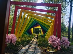 -合肥滨湖国家森林公园