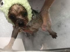 -Oh My Dog宠物沙龙(伊珊娜皮毛护理店)