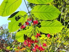 -火炉山森林公园