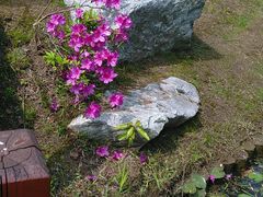 android_upload_pic-陈行公园