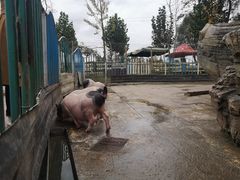 -都江堰玫瑰花溪谷
