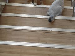 -宠福鑫康馨动物医院·骨科·眼科