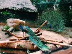 -海南热带野生动植物园