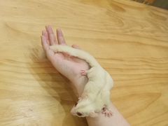 -藦茜花园宠物主题亲子互动体验馆(国顺东路店)