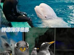 -威海华夏城景区