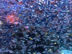 -成都浩海立方海洋公园