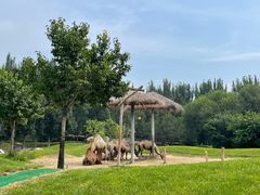 -北京野生动物园