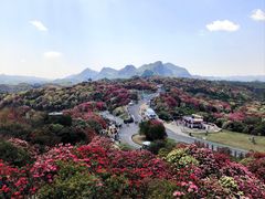 -贵州百里杜鹃风景名胜区