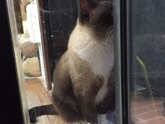 -猫咪博物馆(顶澳仔猫街店)