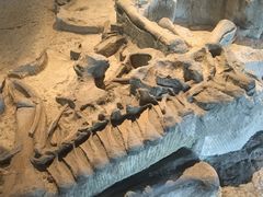 -自贡恐龙博物馆