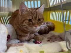 -瑞派福兴宠物医院犬猫全科·骨科·中西医结合(河东店)