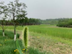 -东郊湿地公园