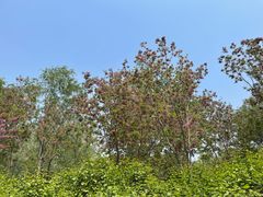-大兴滨河森林公园