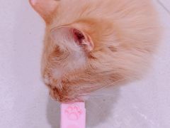 -藏猫猫咖啡主题馆(中央大道店)