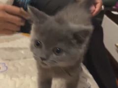 -翊宠yipet猫狗购宠庄园犬舍•猫舍