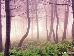 -塞罕坝国家级自然保护区