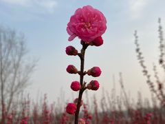 -永定河休闲森林公园