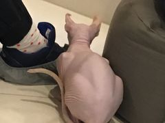 -飞行喵MR PILOT|猫舍·猫咖(静安大融城店)