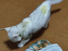 -瑞派康怡24h宠物医院·犬猫医疗中心·微创绝育(瑞景分院)