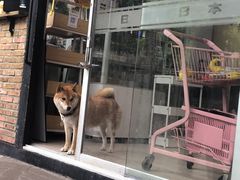 门面-柴犬高等学院·狗咖·柴犬售卖·宠物训练