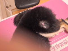 -爪吧宠物乐园 (温榆河示范区店)