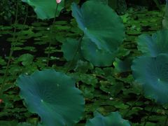 -荔湾湖公园