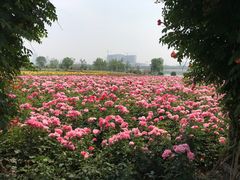-水西公园