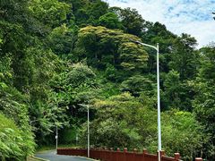 -黄埔油麻山森林公园