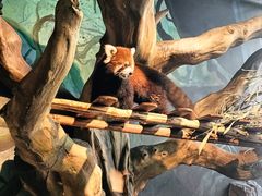 -绿色星球动物主题公园
