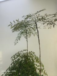 -HEYAN荷妍专业脱毛连锁机构