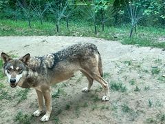 -北京野生动物园