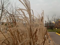 -云锦路(地铁站)
