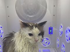 -爱洗澡的猫(天河路店)