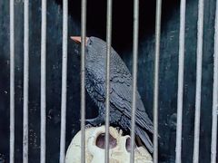 -逃脱反斗城沉浸剧情密室(北京路店)