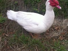 -上海多利农业发展有限公司