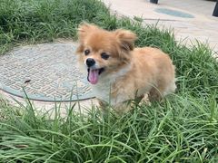 -美联众合动物医院·24h转诊中心
