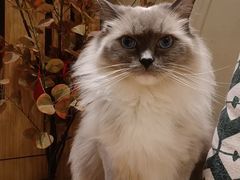 -有猫咖啡umeow coffee
