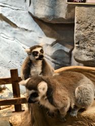 -Zoolung Zoolung动物主题公园(海信广场店)