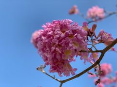 -深圳人才公园