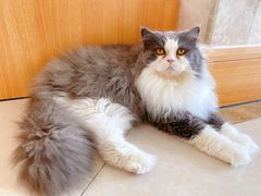 -Catmate·猫肥家润(金润铂宫店)