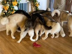 -Husky Go! 哈士奇体验馆·宠物咖啡厅狗咖
