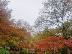 -秋霞圃