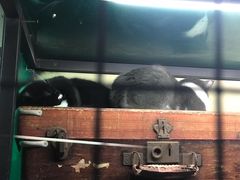 -猫咪博物馆(顶澳仔猫街店)