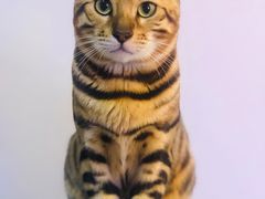 -屋虎猫馆(宝安大仟里店)
