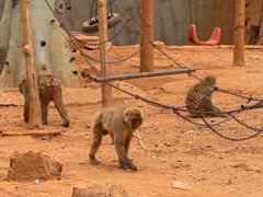 -石家庄市动物园