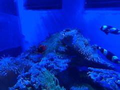 -芜湖新华联大白鲸海洋公园