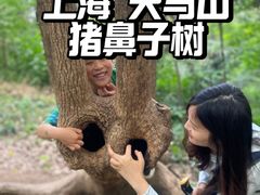 -上海佘山国家森林公园天马山园